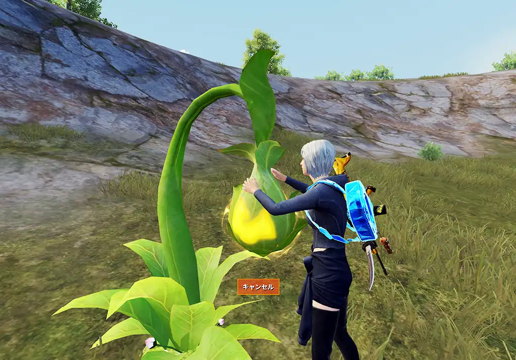 木霊の芽の実を収穫